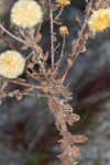 Coastal plain goldenaster